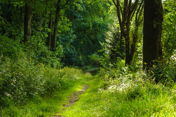 Ein schmaler Weg führt entlang von Gräsern und Baumreihen in den Wald.