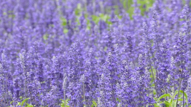 Flower Land Kamifurano, Flower garden with mountain view in Furano, Hokkaido Japan