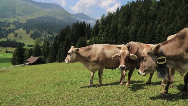 Kuhweide in Graub&uuml;nden