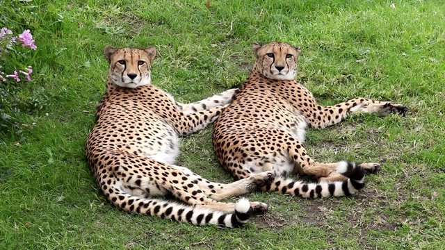 En la escena, dos guepardos que descansan en la hierba. Zoo en la Argentina
Guepardos, dos tomas de video diferentes en un archivo de vídeo