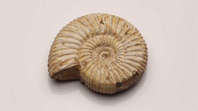 A Jurassic ammonite isolated on white, rotating