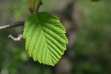 Leaf of hazel tree in early spring