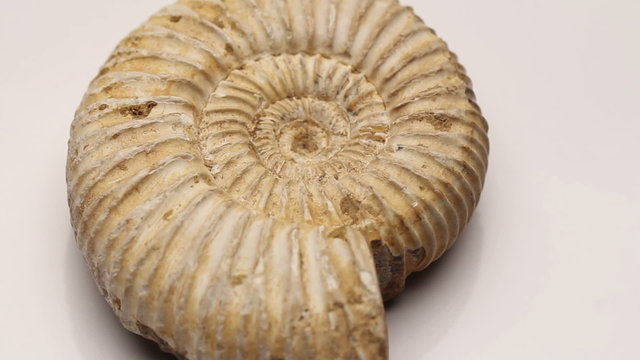 A Jurassic ammonite isolated on white, rotating