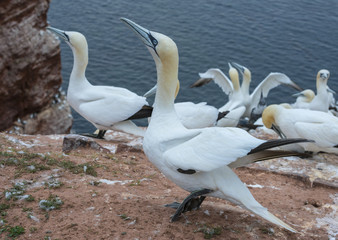 Northern gannet (Morus bassanus), Helgoland island ,Germany