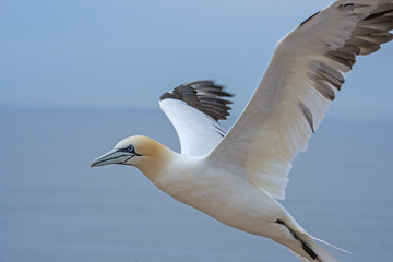 Northern gannet (Morus bassanus), Helgoland island ,Germany