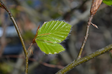Fototapeta premium Young furry leaves of beech tree on a twig in spring