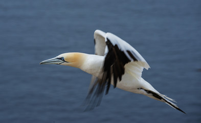 Northern gannet (Morus bassanus), Helgoland island ,Germany