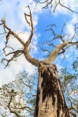 Dry tree on cloudy and blue sky