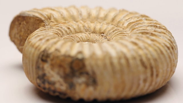 A Jurassic ammonite isolated on white, rotating