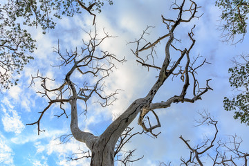 Dry tree on cloudy and blue sky