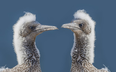 Northern gannet (Morus bassanus), Helgoland island ,Germany
