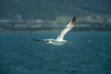 Seagull flying over sea