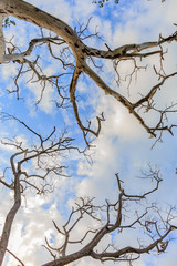 Dry tree on cloudy and blue sky
