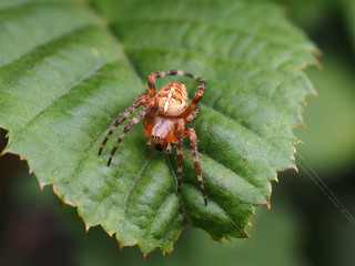 Kreuzspinne frisst Beute auf Blatt 