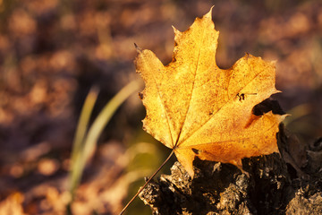 Naklejka na ściany i meble dry autumn leaf in forest