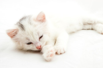 Obraz premium little white kitten