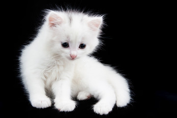 beautiful little white kitten