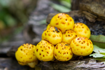 Mushroom a toadstool