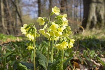 Schlüsselblumen im Auwald