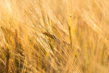 Wheat field