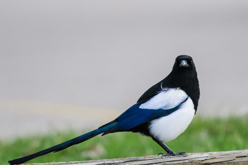 Black-billed Magpie (Pica hudsonia)