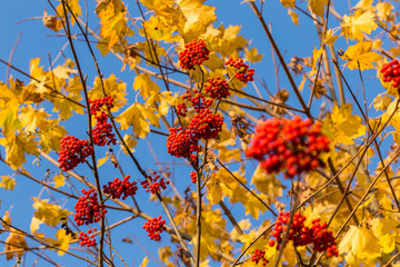 Rowan in autumn