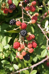 Mûres, fruits des ronces