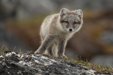Young playing polar fox