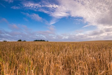 Morning cereal field under blue sky with clouds