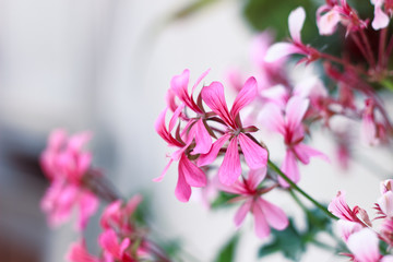 Pink geraniums