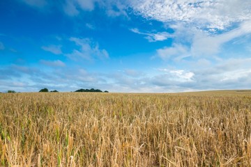 Morning cereal field under blue sky with clouds