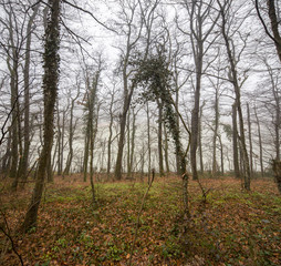 Autumn in the forest