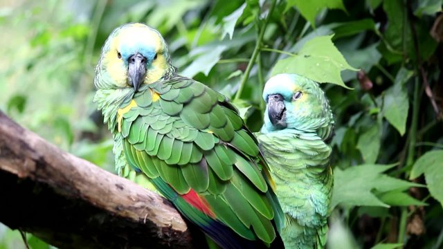 Loro hablador del Amazonas, en la reserva zoologica. Argentina..
Loro hablador, dos tomas de video diferentes en un archivo de v&iacute;deo