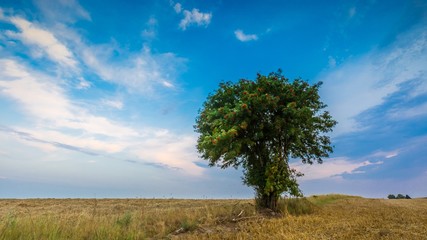 Stubble field with single tree