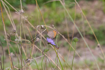 Schmetterling auf Blume