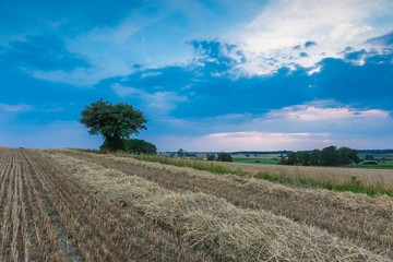 Stubble field with single tree