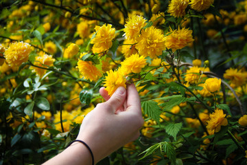 Picking up Yellow Flowers