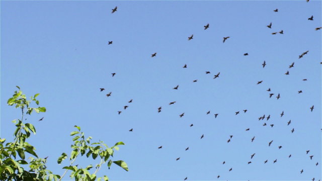 flock of starlings flying/flock of starlings flying against the sky blue flying from tree to tree