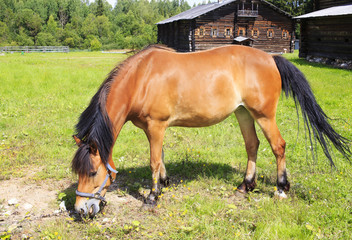 buckskin horse.Buckskin horse grazes on the chain on the lawn in the village