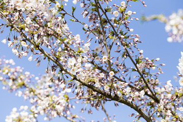 Sakura. Tree cherry on the garden.