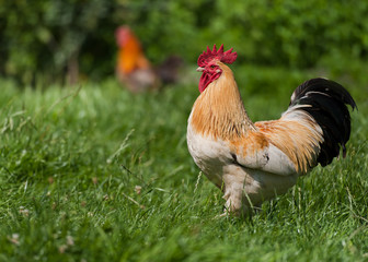 Rooster . Free Range Cock 