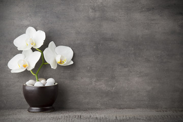 Orchidée blanche et pierres de spa sur fond gris.