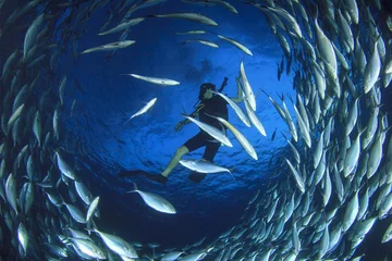 Fotobehang Tuna Fish and Scuba Diver © Richard Carey