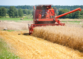 Fototapeta premium Photo of combine harvester that is harvesting wheat with dust straw in the air.