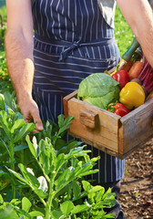Chef harvesting at local organic farm