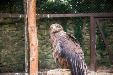 Lesser spotted eagle (Aquila pomarina)
