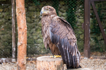 Lesser spotted eagle (Aquila pomarina)