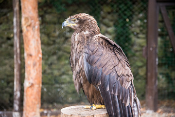 Lesser spotted eagle (Aquila pomarina)