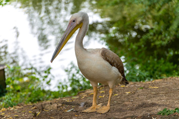 Great White Pelican (Pelecanus onocrotalus)