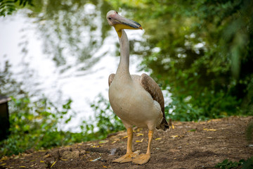 Great White Pelican (Pelecanus onocrotalus)
